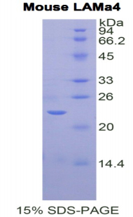 Recombinant Laminin Alpha 4 (LAMa4)