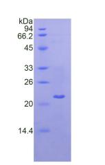 RPC082Mu01.jpg