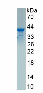 Recombinant Bone Morphogenetic Protein 3 (BMP3)