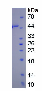 Recombinant Bone Morphogenetic Protein 8A (BMP8A)