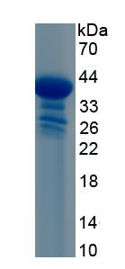 RPC106Hu01.jpg