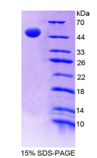 RPC110Hu02.jpg