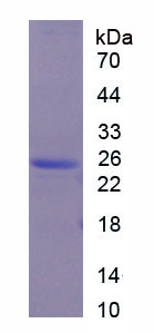 RPC133Hu01.jpg