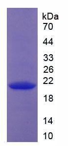 RPC134Hu01.jpg