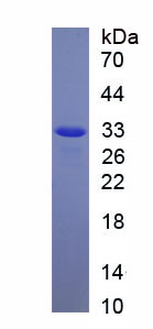 RPC157Hu02.jpg