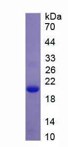 RPC166Hu01.jpg