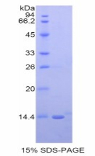 RPC172Hu01.jpg