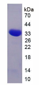 RPC185Hu01.jpg