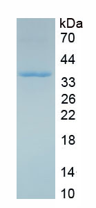 RPC186Hu01.jpg