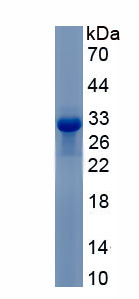 RPC188Hu01.jpg