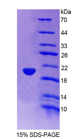 RPC224Hu01.jpg