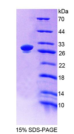 RPC236Hu01.jpg