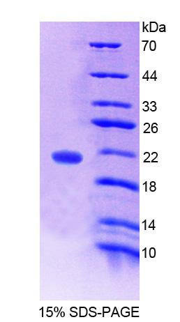 RPC245Hu01.jpg