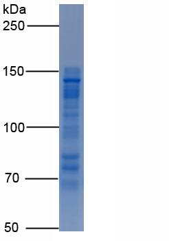 RPC293Hu01.jpg