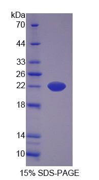 Recombinant Apolipoprotein M (APOM)