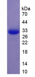 Recombinant Apolipoprotein M (APOM)