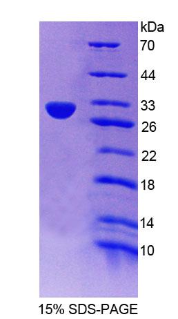 RPC308Mu01.jpg