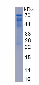 RPC339Hu01.jpg