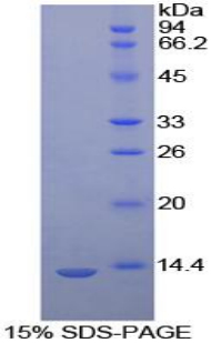 RPC340Bo01.jpg