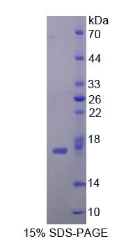 Recombinant Cytidine Deaminase (CDA)