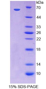 RPC370Hu01.jpg