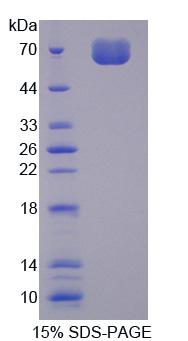 Recombinant Cytoskeleton Associated Protein 2 (CKAP2)