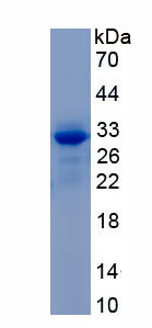 RPC393Hu01.jpg