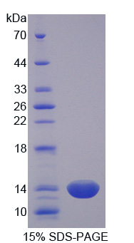 RPC402Hu01.jpg