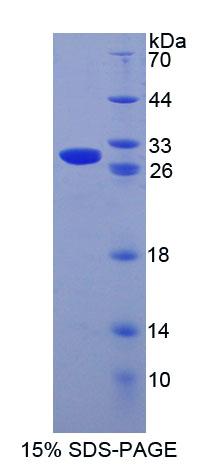 Recombinant Cysteine Rich Secretory Protein 1 (CRISP1)