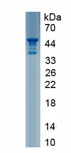 RPC419Mu01.jpg