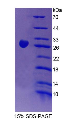 RPC420Mu01.jpg