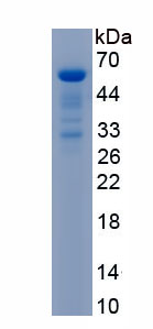 RPC445Hu01.jpg