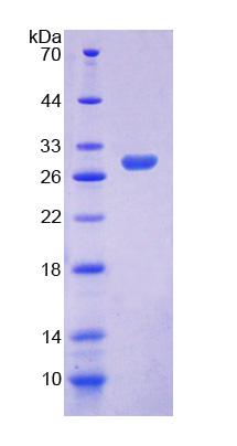 Recombinant Engulfment And Cell Motility 2 (ELMO2)