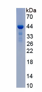 RPC488Hu01.jpg