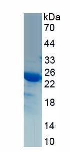 RPC495Hu01.jpg