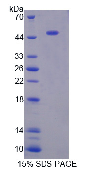 RPC500Hu01.jpg