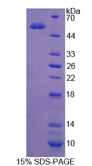 RPC502Hu01.jpg