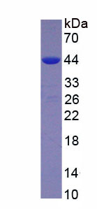 RPC503Hu01.jpg