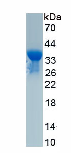 RPC504Hu01.jpg