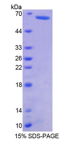 Recombinant Geminin (GMNN)