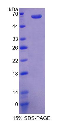 RPC508Mu01.jpg