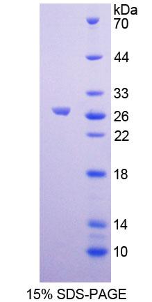 RPC509Hu01.jpg