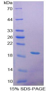 RPC511Hu02.jpg