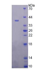 RPC512Hu01.jpg