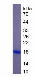 RPC513Hu01.jpg