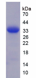 RPC513Hu02.jpg