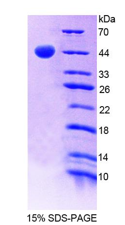 RPC515Hu01.jpg