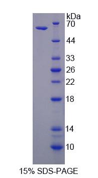 RPC522Hu01.jpg