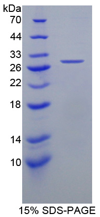 RPC523Hu01.jpg