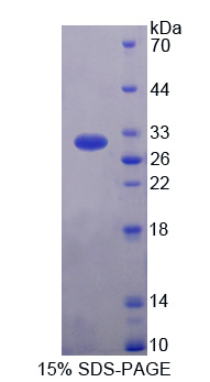 RPC525Hu01.jpg